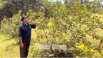 Cựu chiến binh huyện Lâm Bình giúp nhau phát triển kinh tế
