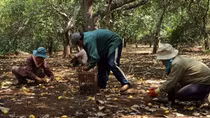 Khốn đốn cảnh bán điều non trả nợ