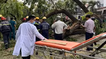 Cây xanh trong trường học bật gốc, đè bị thương nhiều phụ huynh