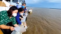 Sóc Trăng thả 3 triệu con tôm giống về biển