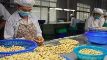 Bộ Công Thương vào cuộc vụ nghi bị lừa đảo trong xuất khẩu điều nhân sang Dubai