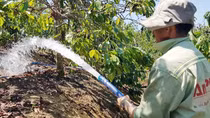 Nhiều triển vọng mùa cà phê tăng giá mạnh