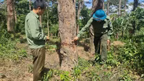 Xót xa những rừng thông bị đánh thuốc độc