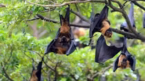 TP Hồ Chí Minh giám sát 24/24h người nhập cảnh để phát hiện sớm bệnh do virus Nipah