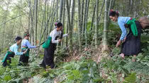 Giải pháp cho "cây xoá nghèo" xứ Thanh
