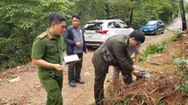 Điều tra vụ hàng loạt cây thông ở Huế bị đốn hạ trơ gốc