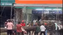 Cây sao đen bật gốc đè gãy xương sống người phụ nữ đi xe máy