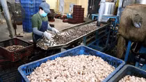 Doanh nghiệp xuất khẩu cần làm gì để tránh bẫy lừa đảo?