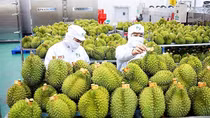 Xuất khẩu đang ngược dòng tăng tốc
