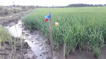 Vướng bẫy chuột bằng điện, nam thanh niên đi bắt cá tử vong