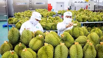 Thương mại Việt Nam – Trung Quốc đạt gần 90 tỷ USD