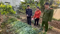 Canh tác cây thuốc phiện để… “chữa bệnh”