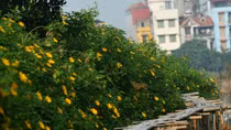 Rừng hoa dã quỳ giữa lòng Thủ đô