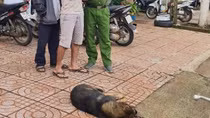 Con chó cắn 2 học sinh tiểu học dương tính với bệnh dại