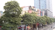 Hà Nội lấy ý kiến thay cây hoa sữa để “giảm mùi hương đậm đặc”