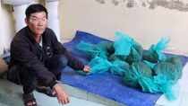 Bắt quả tang đối tượng vận chuyển trái phép 10 con khỉ đuôi dài