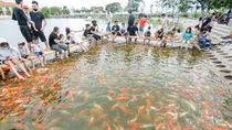 Đầm Đông chỉ trồng sen, không được nuôi cá koi