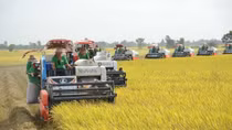 170 thương nhân đủ điều kiện kinh doanh xuất khẩu gạo