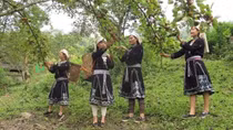 Mắt nắng trong rừng lê