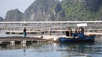 Chủ tịch phường “bảo kê” cho các hành vi xâm phạm vịnh Bái Tử Long