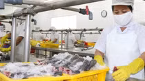 Dư địa lớn cho ngành xuất khẩu thủy sản tại thị trường Trung Quốc