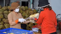 Nguy cơ khi diện tích cây sầu riêng mở rộng tràn lan