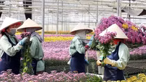 Xuất khẩu hoa Đà Lạt tăng trưởng mạnh