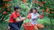 Làm gì để xây dựng thương hiệu Việt tại thị trường EU?