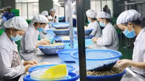 Chủ động xây dựng vùng nguyên liệu để tránh bị động khi nhập khẩu