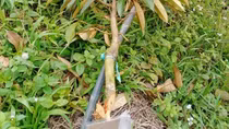 Điều tra vụ phá hoại vườn sầu riêng của người dân