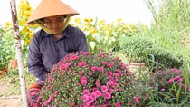 Hoa kiểng, nông sản Cần Thơ được giá