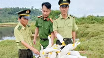 Thừa Thiên Huế nỗ lực ngăn chặn nạn tận diệt chim trời