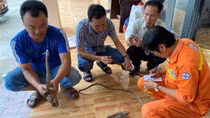 Trộm dây tiếp địa của Trạm phân phối 500kV Sông Hậu