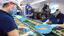 Nhiều giải pháp để ngành điều giữ vị trí số 1 thế giới