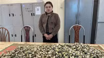 Dùng xe máy “cõng” gần 20 kg quả thuốc phiện từ biên giới về bán kiếm lời