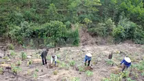 Kiểm toán Nhà nước chỉ ra nhiều bất cập trong quản lý, sử dụng Quỹ bảo vệ và phát triển rừng