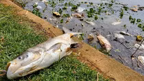 Cá ngoi kín mặt nước để thở rồi chết la liệt ở hồ Xuân Hương