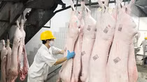 Kiểm soát chặt việc nhập khẩu sản phẩm chăn nuôi