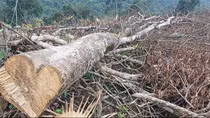 Đề nghị khởi tố vụ phá rừng giáp ranh ở Quảng Bình