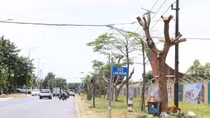 TP Huế nói gì việc hàng loạt cây xanh bị cưa cành, đốn ngọn, đánh chuyển giữa trời nắng nóng?