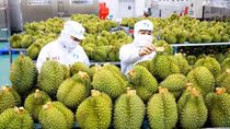 Xuất khẩu rau quả sang Trung Quốc tăng mạnh