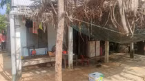 Cháu bé tử vong thương tâm do bị trâu giẫm đạp