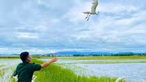 Bầy chim trời trong bất hạnh phóng sinh