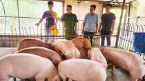 Hỗ trợ người hoàn lương vay vốn làm ăn, ổn định cuộc sống