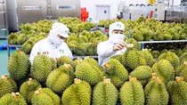 Xuất khẩu rau quả cao kỷ lục