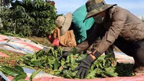 Thu hoạch trắng cà phê bán chốt lời, “thiệt đơn, thiệt kép”