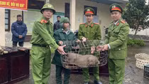 “Trao sinh kế, đổi vũ khí”
