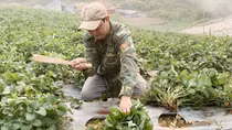 Dâu tây Sơn La hạ giá 10 lần, nông dân rủ nhau phá bỏ