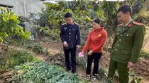 Thu giữ gần 1,5 tạ cần sa trong vườn rau