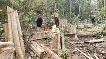 Vụ 149 cây gỗ bị cưa hạ trái phép: Chuyển hồ sơ sang cơ quan Công an